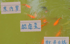 中超強(qiáng)隊(duì)，米內(nèi)羅申花C位，前鋒穩(wěn)虐，實(shí)力合格。
