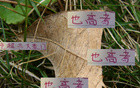 中超豪門6月7日戰(zhàn)，海港進球七粒領(lǐng)跑