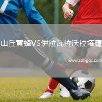 山丘黃蜂VS伊拉瓦拉沃拉塔鷹